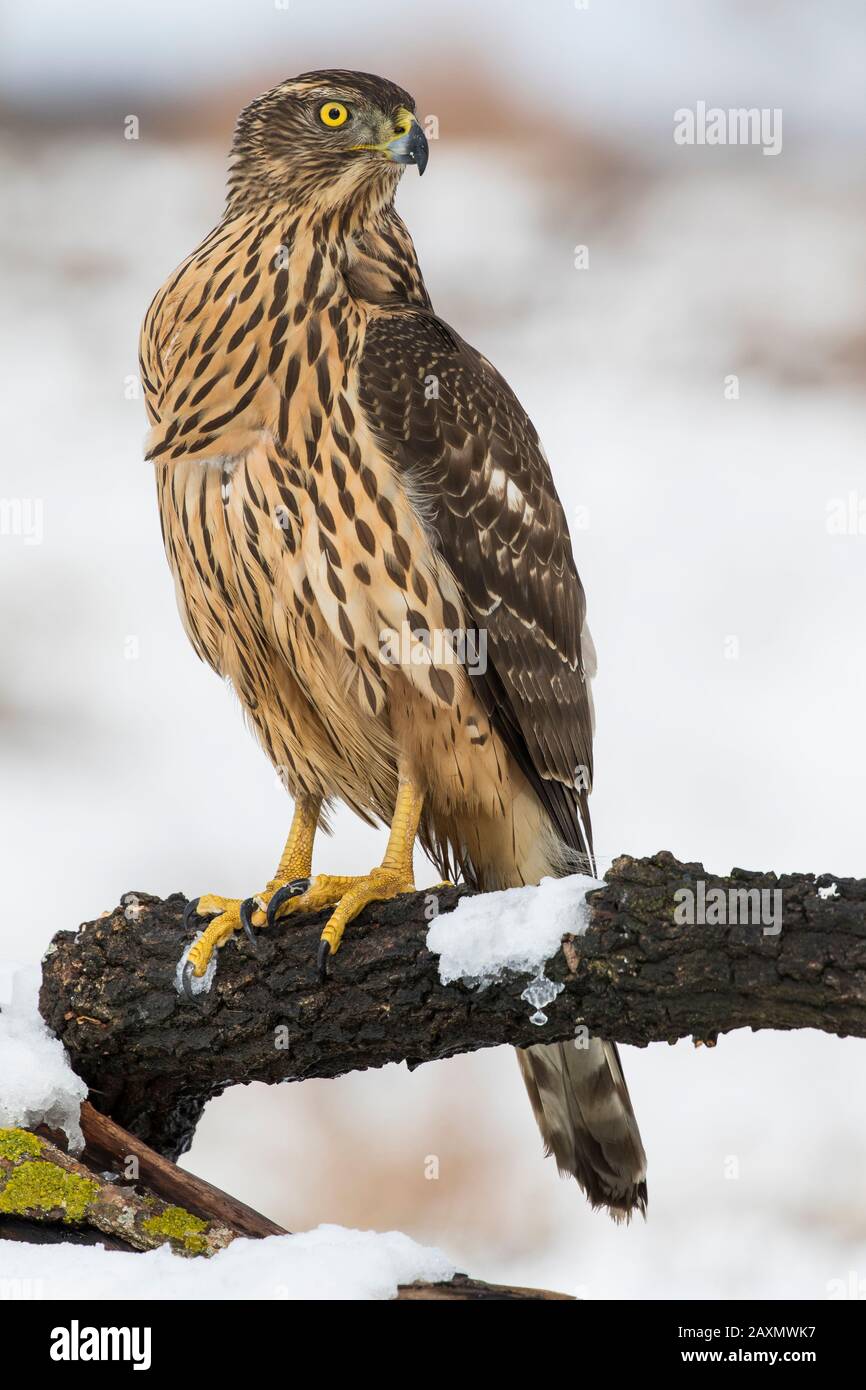 Junger Nordgoshawk, Accipiter gentilis, der auf einem Baumzweig mit Schnee ruht Stockfoto