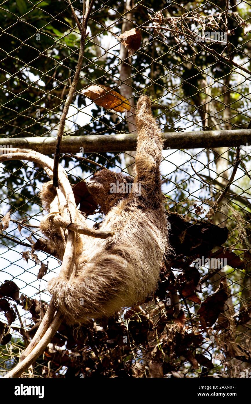 Preguiça-de-coleira em recinto do Centro de Reabilitação Reserva Zoobotânica, (Bradypus torquatus) tratamento conservação recuperação animal, Bug Lazi Stockfoto