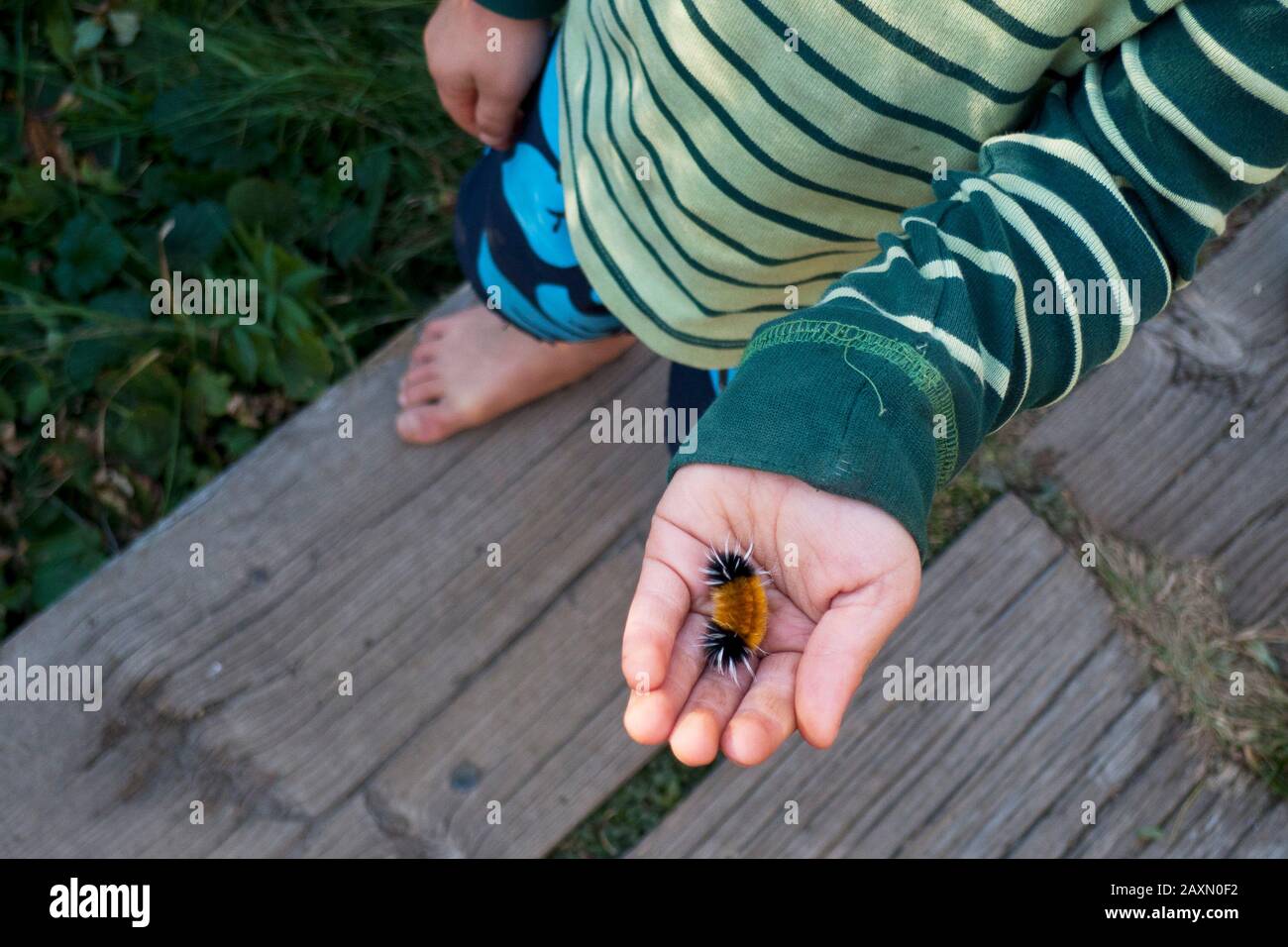 Ein kleiner Junge hält eine gebänderte Wollbär-Raupe in der gekuppelten Handfläche. Das Insekt ist die Larve, Die Tussock Moth (Lophocampa maculata) entdeckt hat. Stockfoto