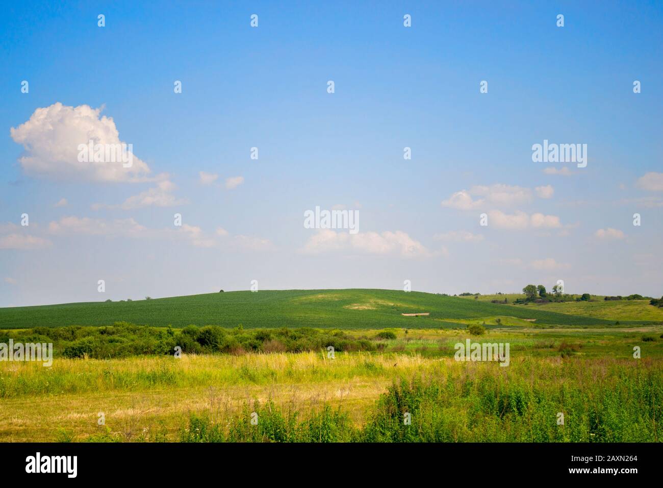 Natürlicher Hintergrund sauberer blauer Himmel mit kleinen weißen Wolken und einem grünen Feld im Sommer Stockfoto