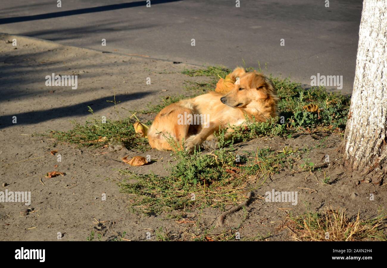 Streunender Hund mit roten, goldenen Haaren liegt am sonnigen Morgen auf dem Boden in der Nähe des Baumes. Stockfoto