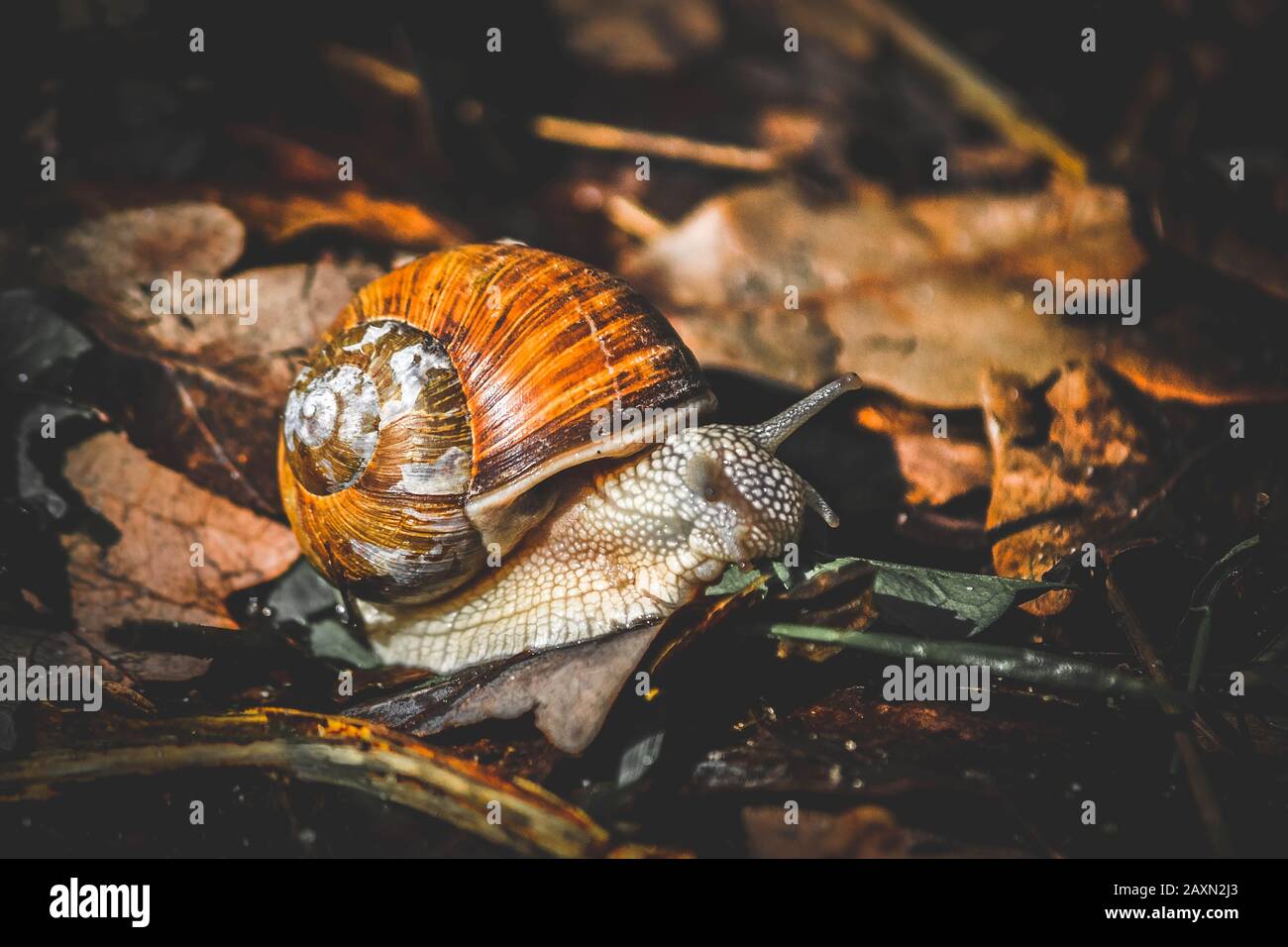 Kiesel Spirale Stockfotos und -bilder Kaufen - Alamy