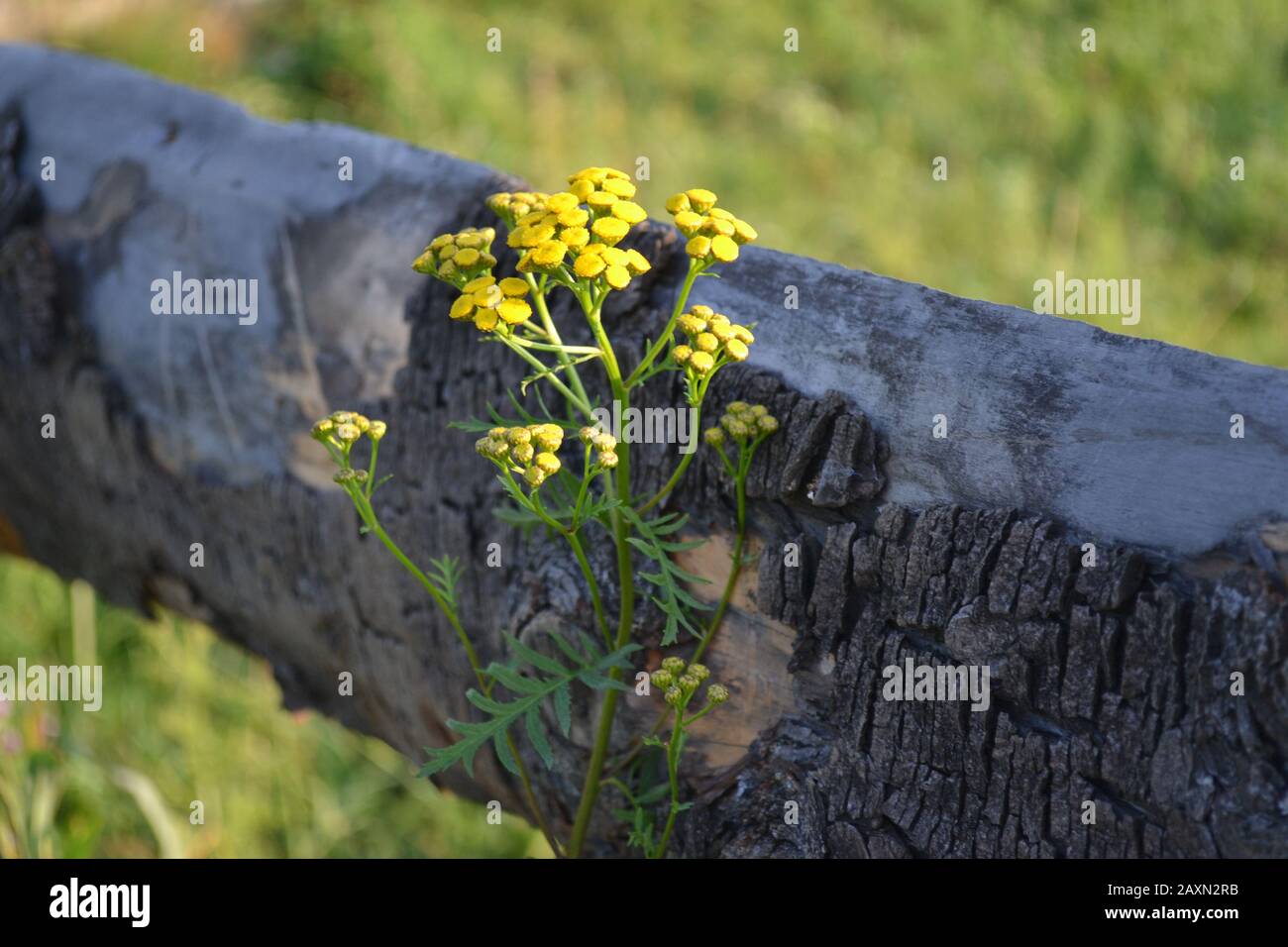 Gelbe Tansy Blume in der Nähe eines Holzzauns Stockfoto