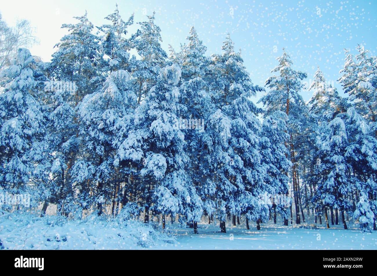 Hohe Kiefern mit viel Schnee im Wald, blaue Farbe Stockfoto