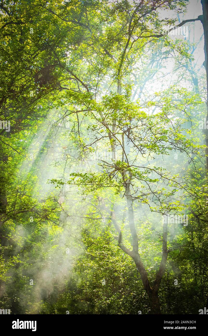 Hohe Bäume mit Ästen und grünen Blättern mit Sonnenstrahlen, die durch die grünen Blätter der Krone, den Filter, leuchten Stockfoto