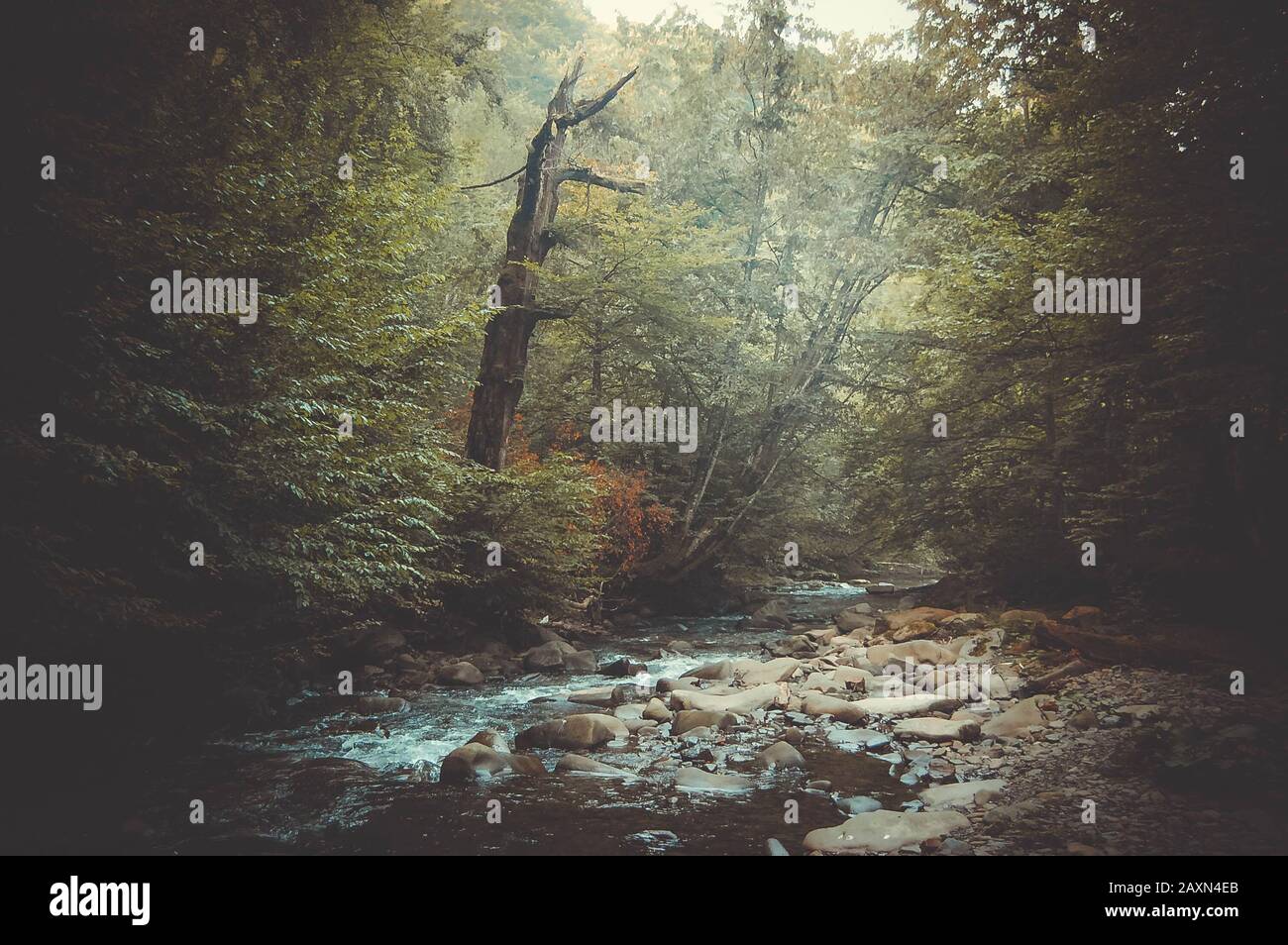 Bergbach und ein trockener Baum am Küstenfilter Stockfoto