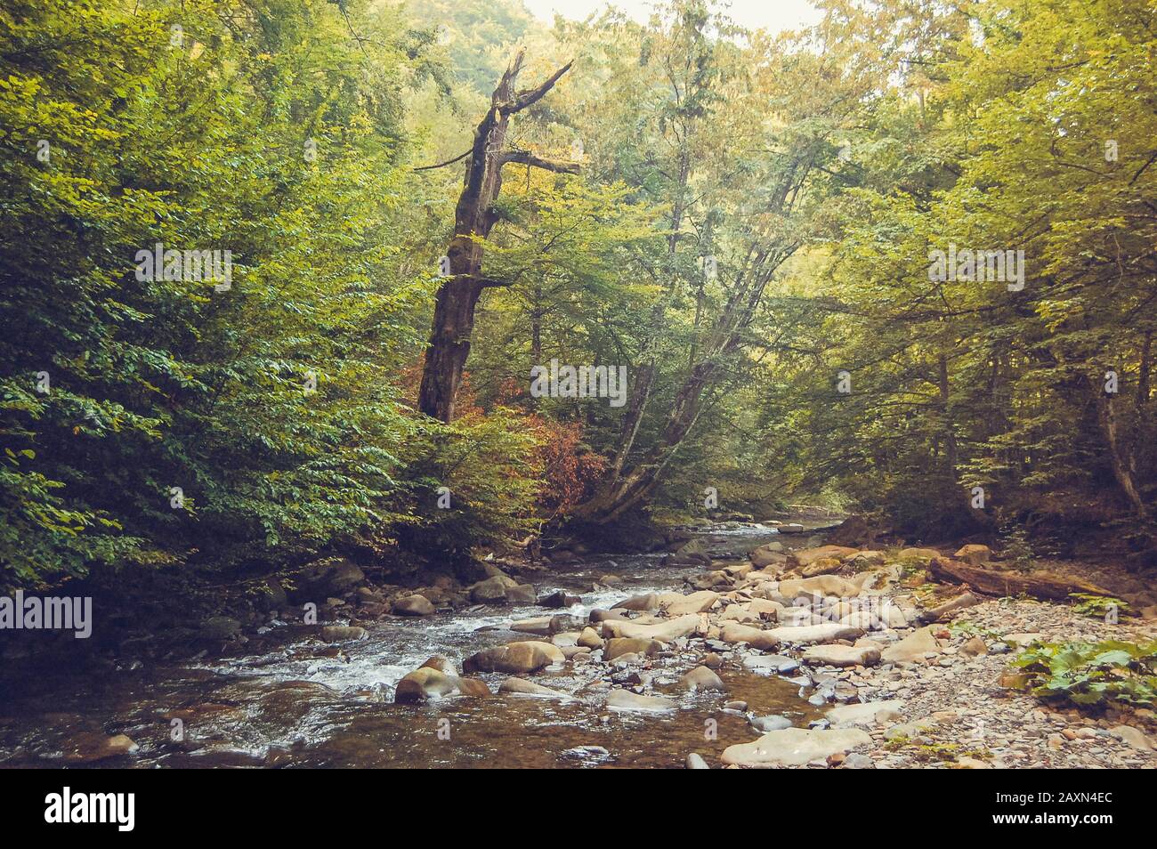 Bergbach und ein trockener Baum am Küstenfilter Stockfoto