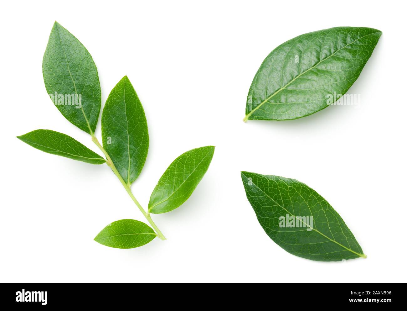 Blaubeerblätter isoliert auf weißem Grund. Draufsicht. Flaches Lay. Lichtschatten Stockfoto