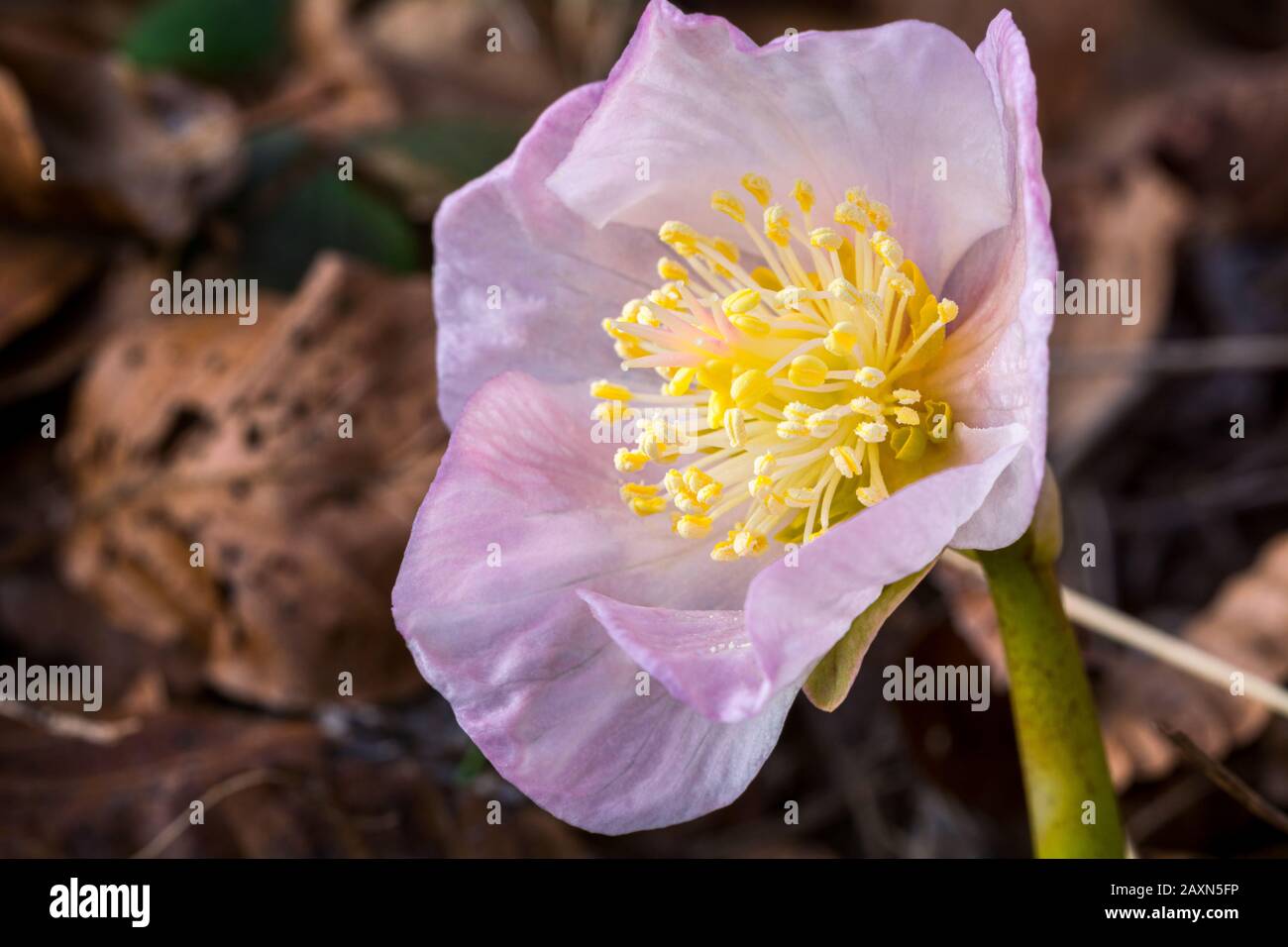 Helleborus niger L. - Weihnachtsrose, schwarze Hellebore Stockfoto