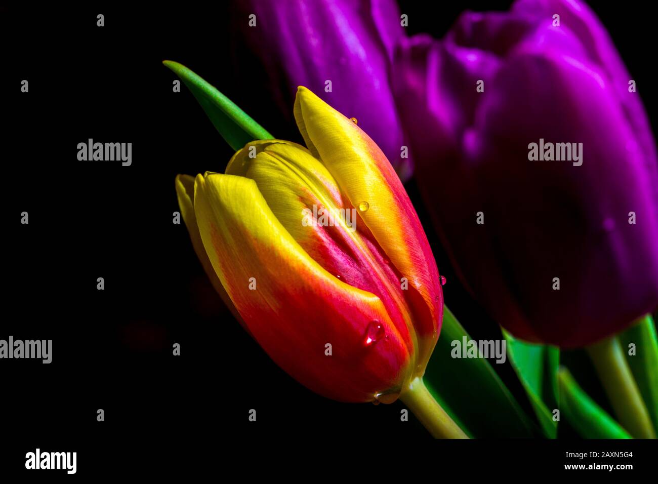 Rote und gelbe Tulpe mit einem Wassertropfen darauf, violette Tulpen im schwarzen Hintergrund Stockfoto