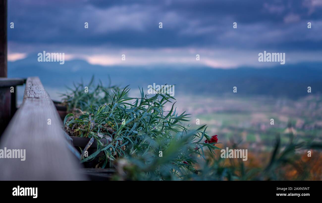 Blick vom Holzbalkon, Dianthus Blumen, Nelke, Sturm sammelt sich im Hintergrund Stockfoto