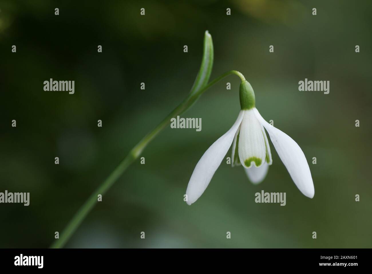 Einzelblüte von Galanthus nivalis (Snowdrop) Stockfoto