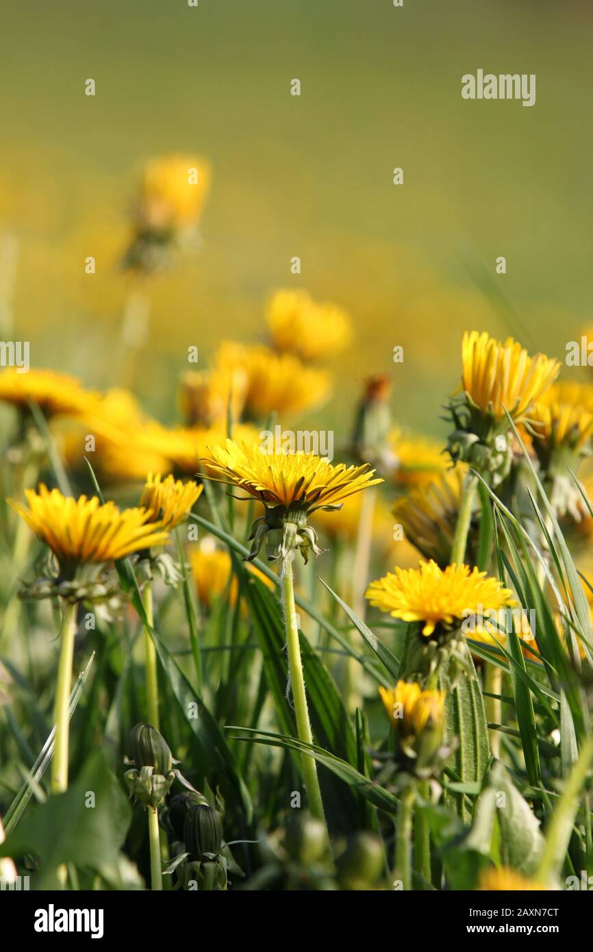 Gelbe Dandelionen auf grüner Wiese im Frühling Stockfoto