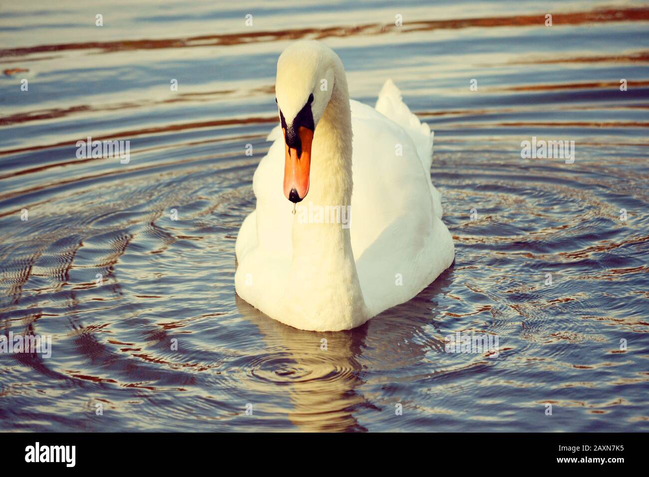 Großer Vogel weißer Schwan mit langhalsigen Schwielen im Wasserfilter Stockfoto