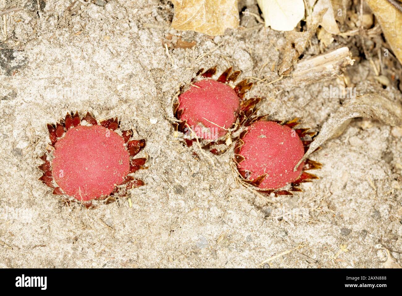 Parasita de raiz (Langsdorffia hypogäa), Parasitismo, Wurzelparasit, São Gonçalo do Rio Preto, Minas Gerais, Brasilien Stockfoto