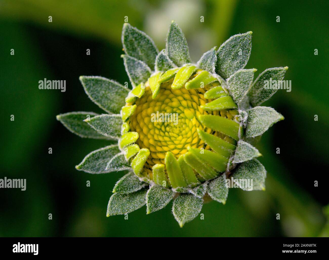 Blume vor den unerbetene grünen Hochblättern Stockfoto
