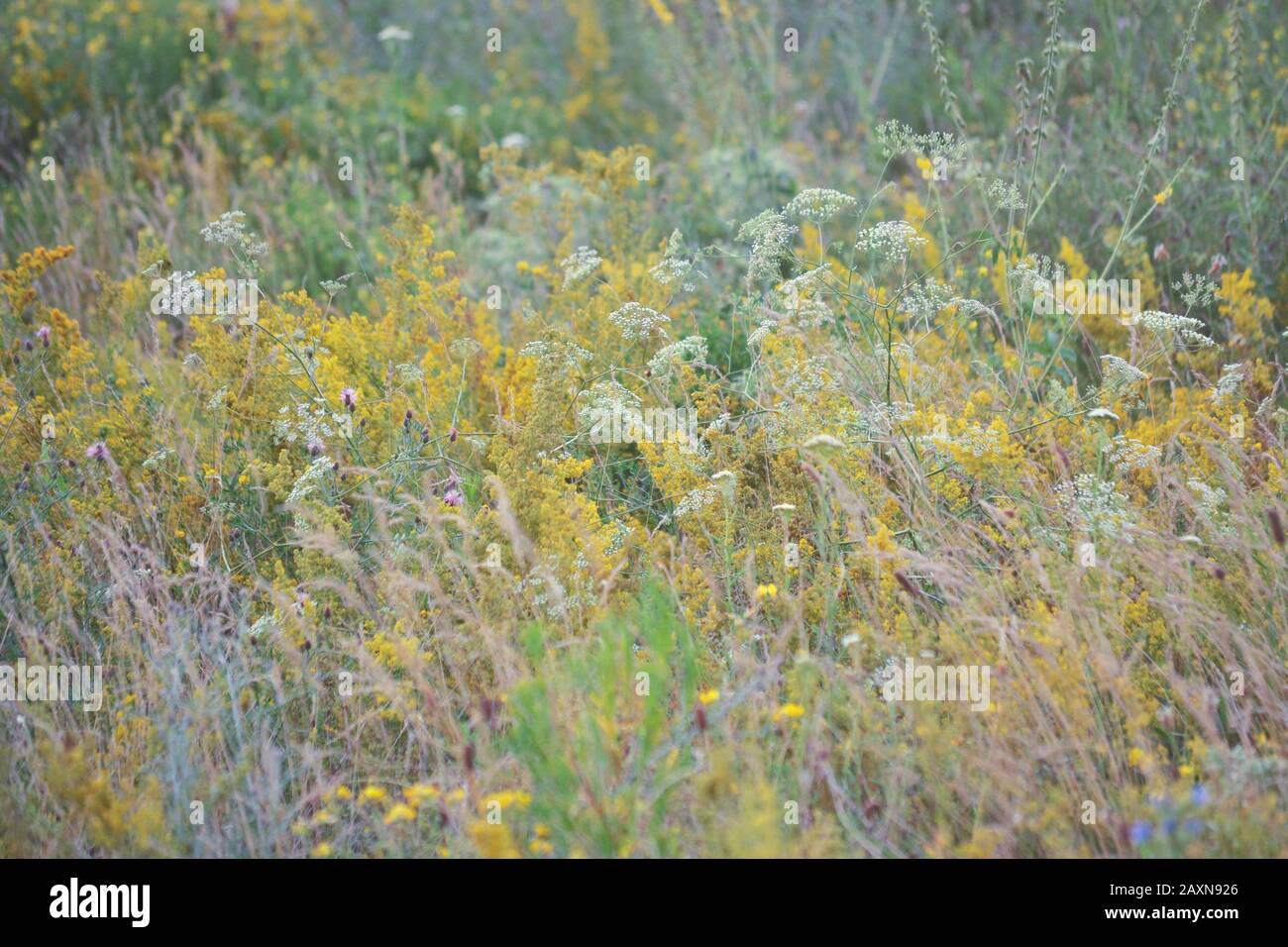 Verschiedene Kräuter und Blumen blühen auf einem Feld, einem Filter Stockfoto