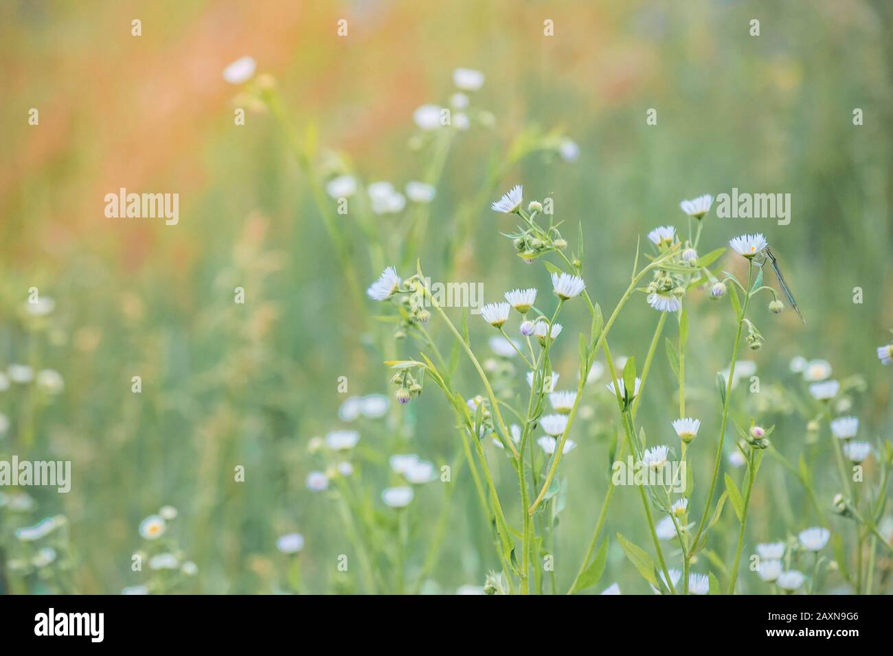 Sommer verschwommener Hintergrund kleiner Blumen mit weißen Kronblättern an einem grünen Stielfilter Stockfoto