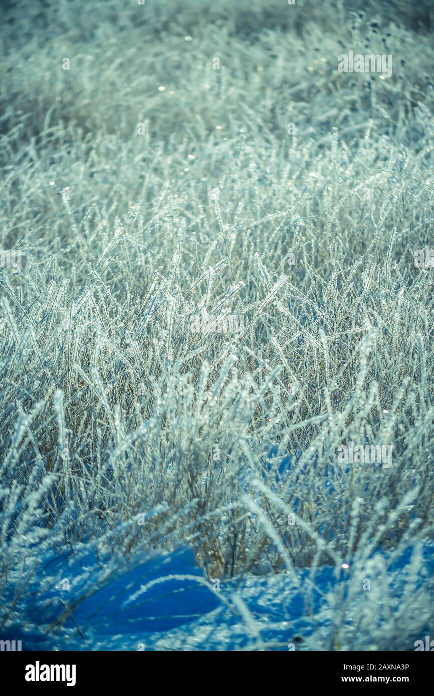 Vertikaler Hintergrund von Eisgras, blauer Filter Stockfoto