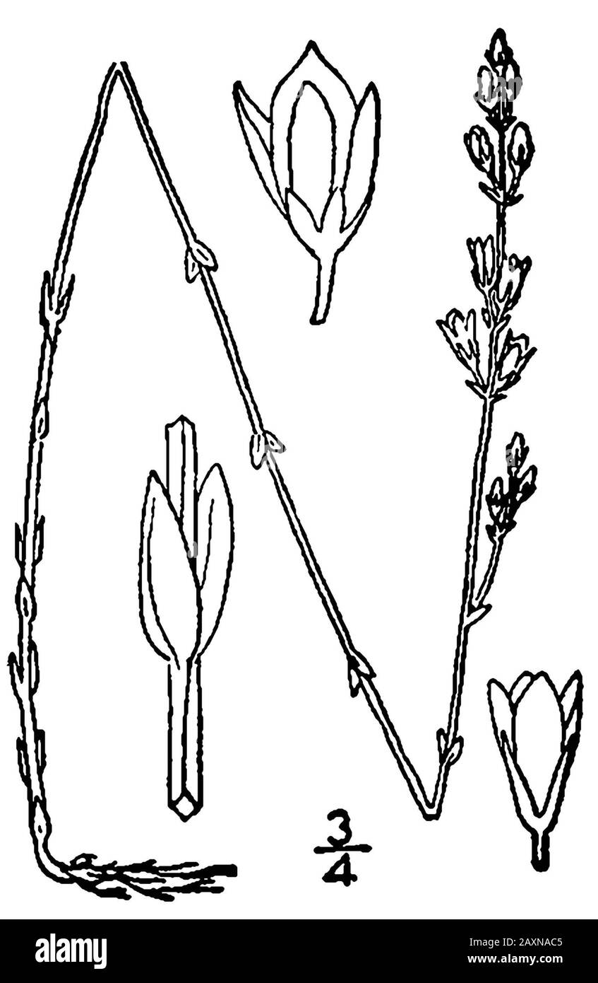 'Bartonia virginica; 1913; Eine illustrierte Flora der nördlichen Vereinigten Staaten, Kanadas und der britischen Besitzungen. Mit freundlicher Genehmigung der Kentucky Native Plant Society.; Nathaniel Lord Britton (1859-1934) und A. Brown; ' Stockfoto