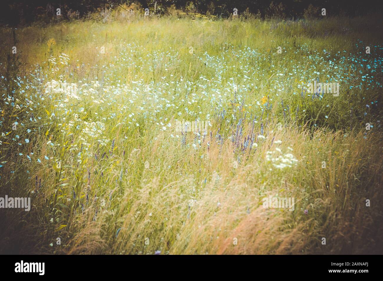 Hintergrundgras und Blumen in einer Blüte auf einem Feld, Filter Stockfoto