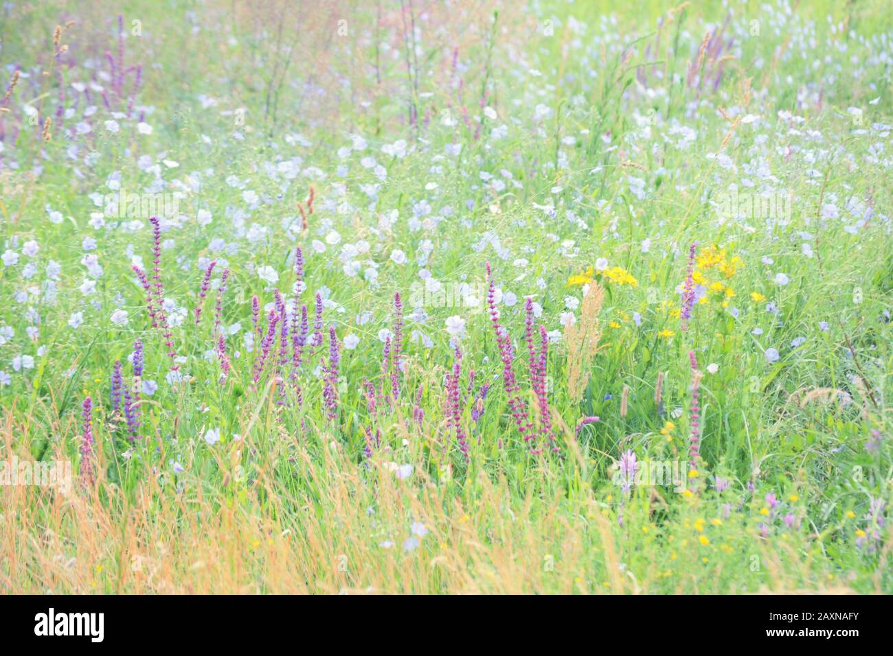 Hintergrundgras und Blumen in einem Feld blühen, filtern Stockfoto
