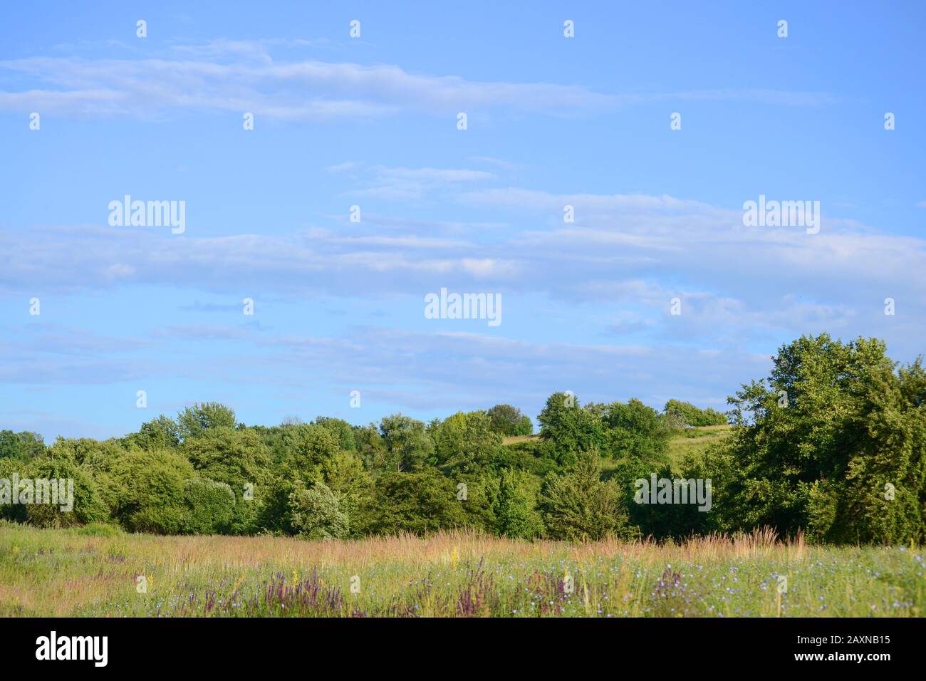 Blauer Himmel mit weißen Wolken und den Spitzen grüner Bäume Stockfoto