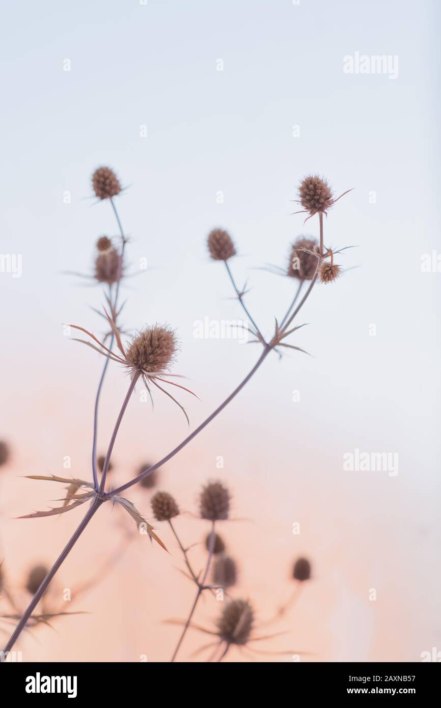 Schönes Stillleben gegen die Sonne. Trockene Feldblumen in zartem Pastellkulisse Stockfoto
