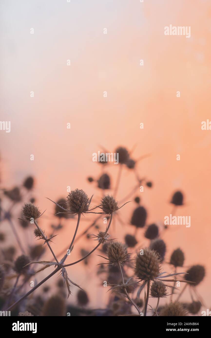 Schönes Stillleben vor dem gradienten sonnigen Hintergrund. Trockene Feldblumen in zartem Pastellkulisse Stockfoto