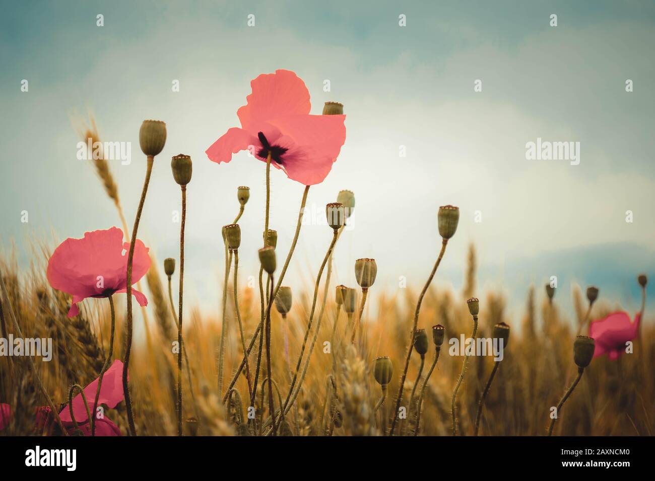 Mohn gegen den grauen Himmel mit Trockenweizenfilter Stockfoto