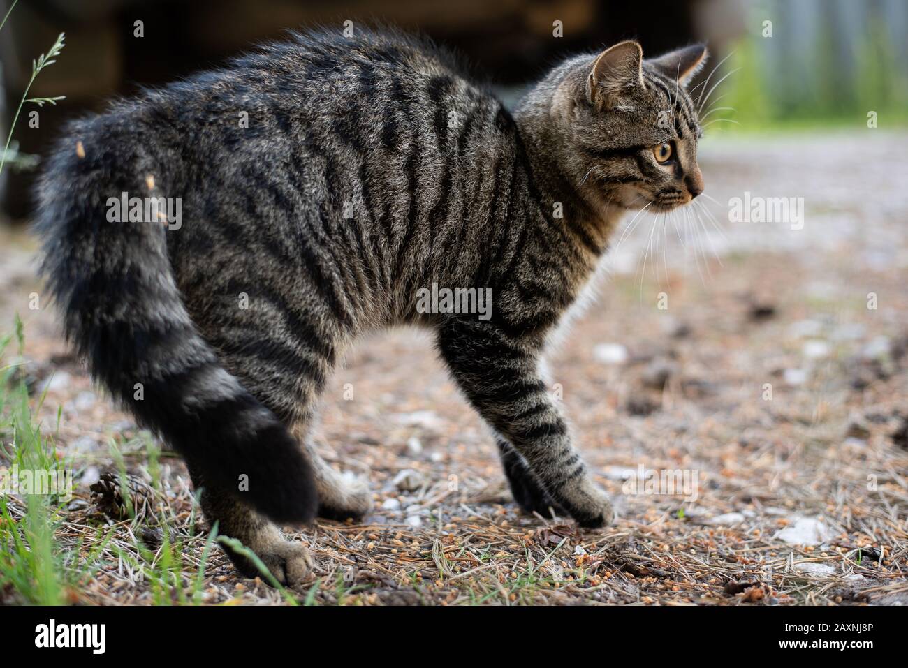 Tabby-Katze in aggressiver Haltung, auf der Straße. Stockfoto