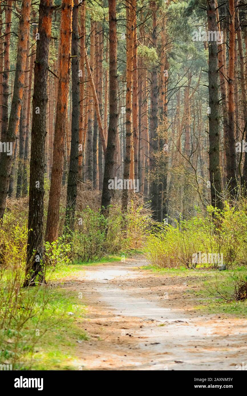 Der Weg in einem Pinienwald an einem sonnigen Frühlingstag Stockfoto