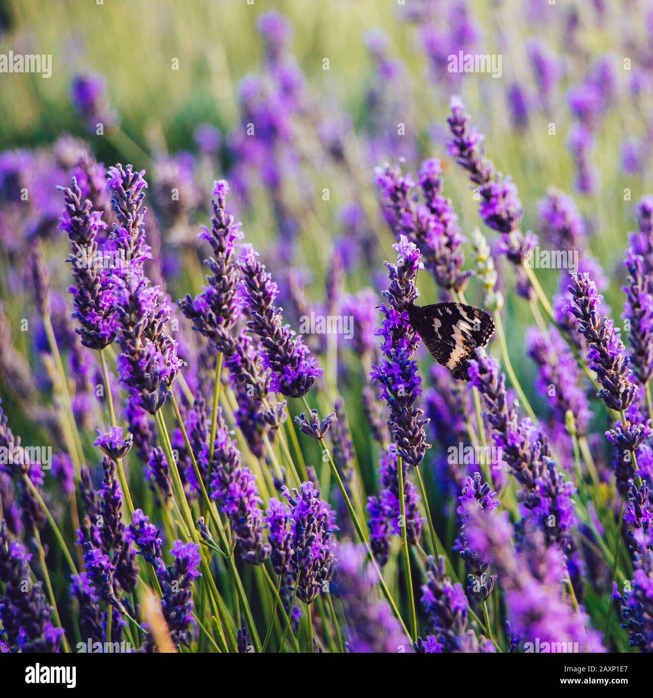 Schwarz-weißer Schmetterling auf blühenden Lavendelblüten Stockfoto