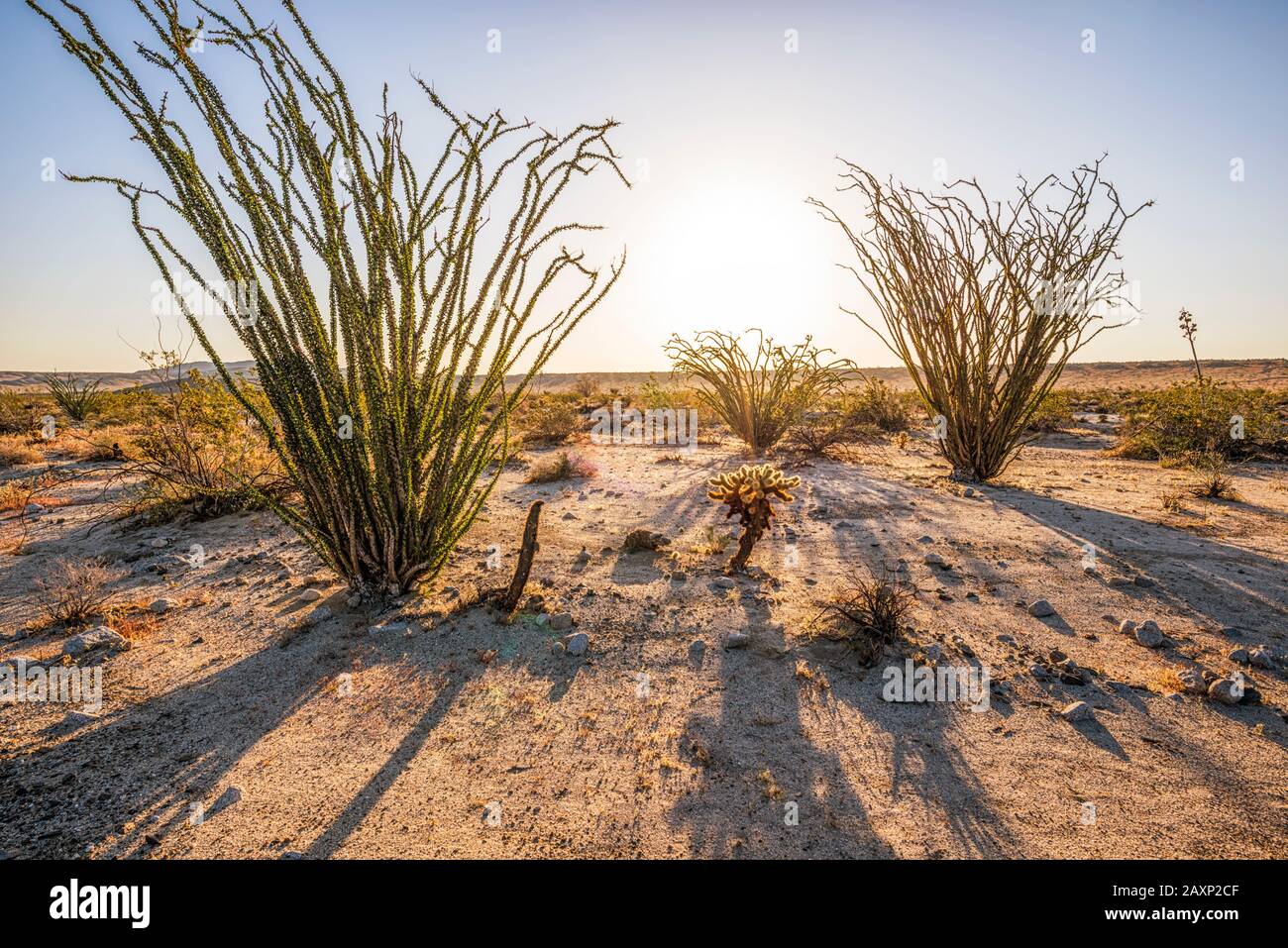 Wüstenlandschaft bei Sonnenaufgang. Borrego Springs, Kalifornien, USA. Stockfoto