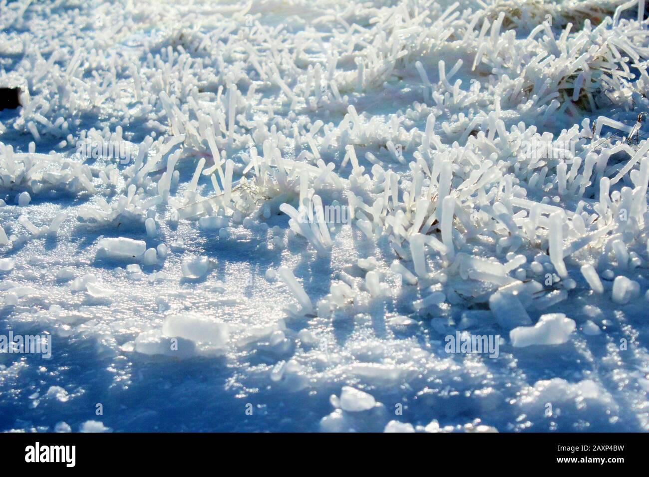 Kleine Eiszapfen bildeten sich an einem hellen Tag um Grasblätter in Island Stockfoto