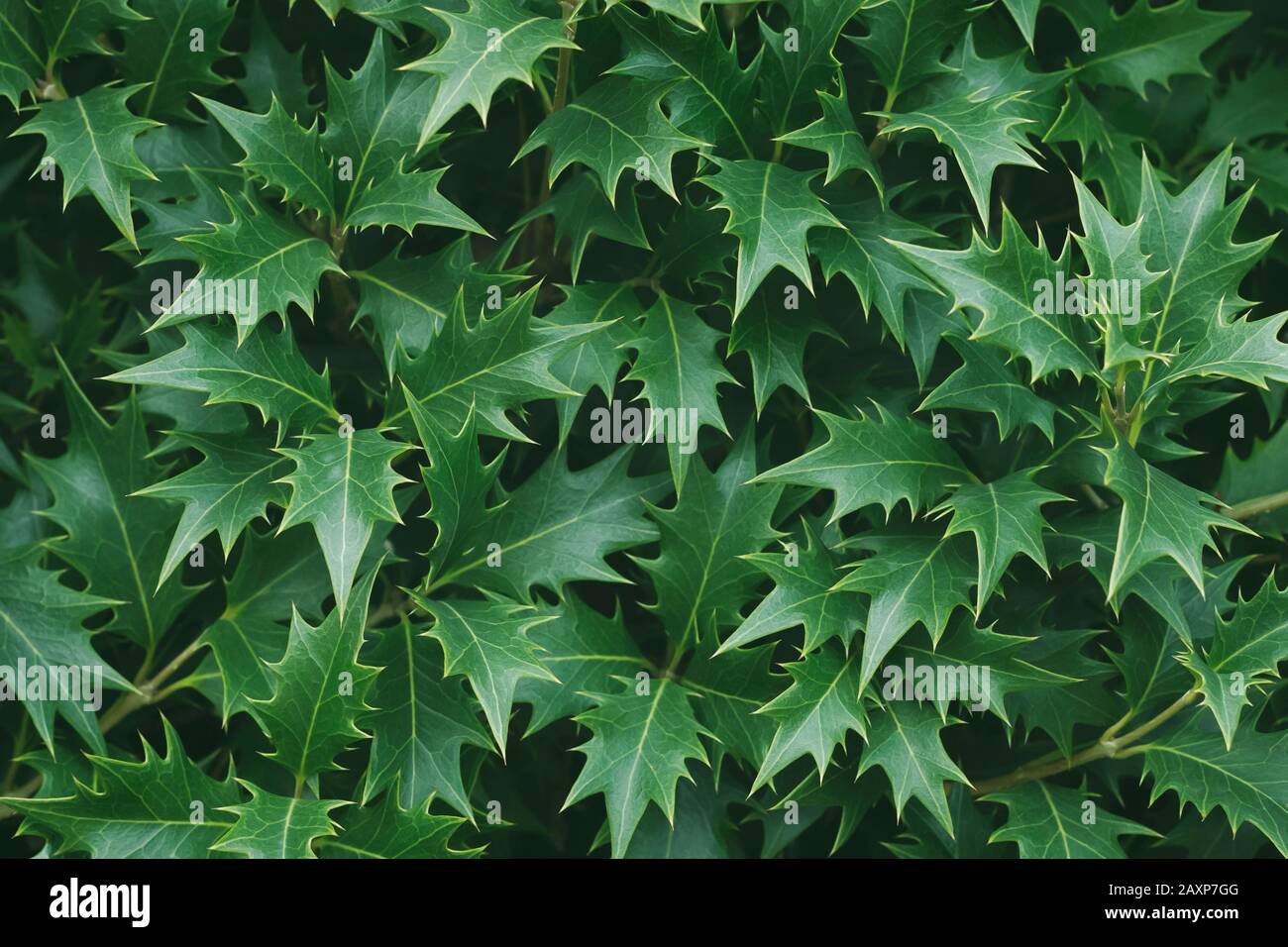 Draufsicht in der Nähe eines holdigen Busches. Naturgrünes Blattmuster. Abstrakter, moderner, trendiger Texturhintergrund. Osmanthus Heterophyllus 'Goschiki' Stockfoto