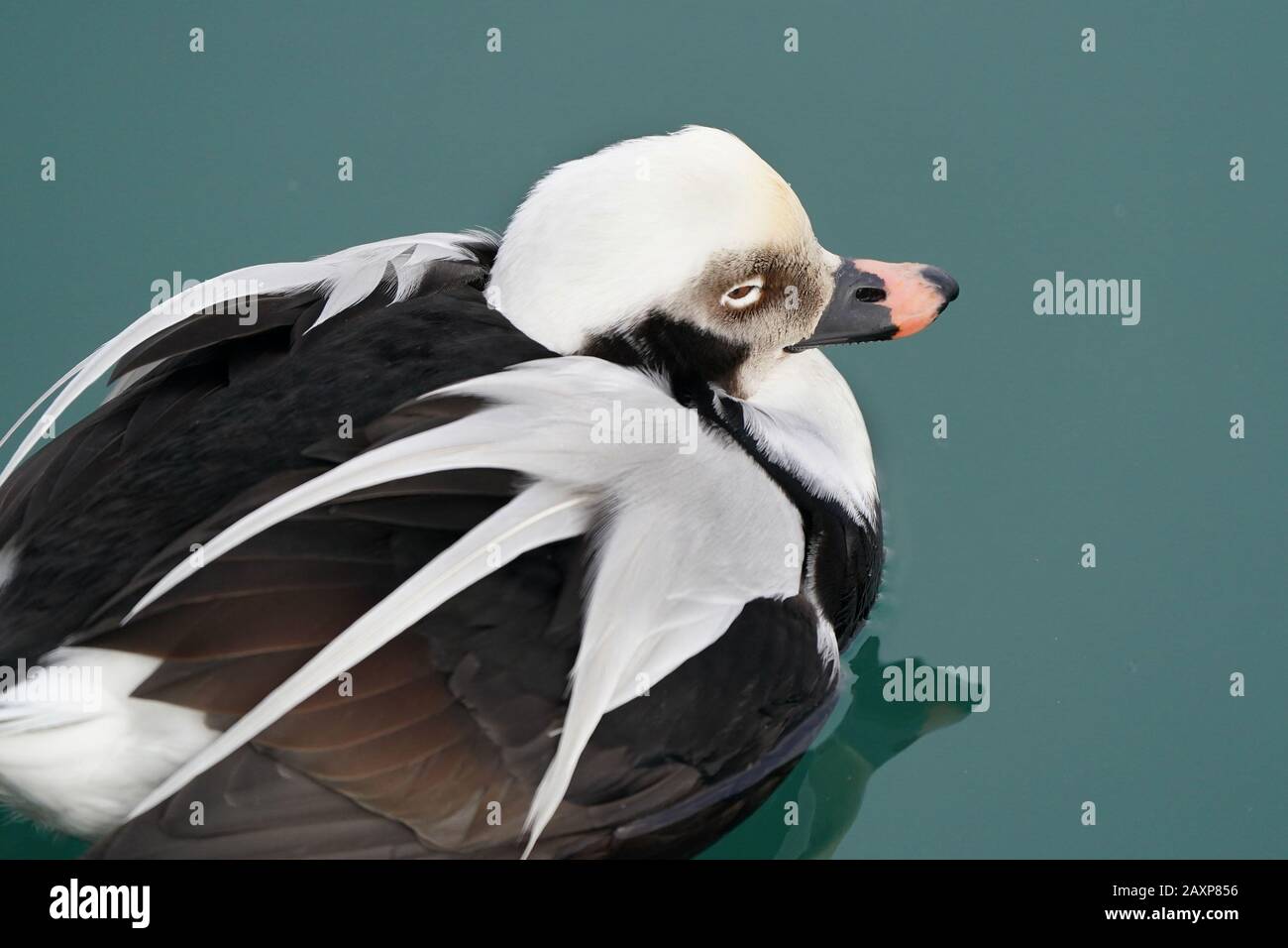 Lang Strackte Drake am See Stockfoto