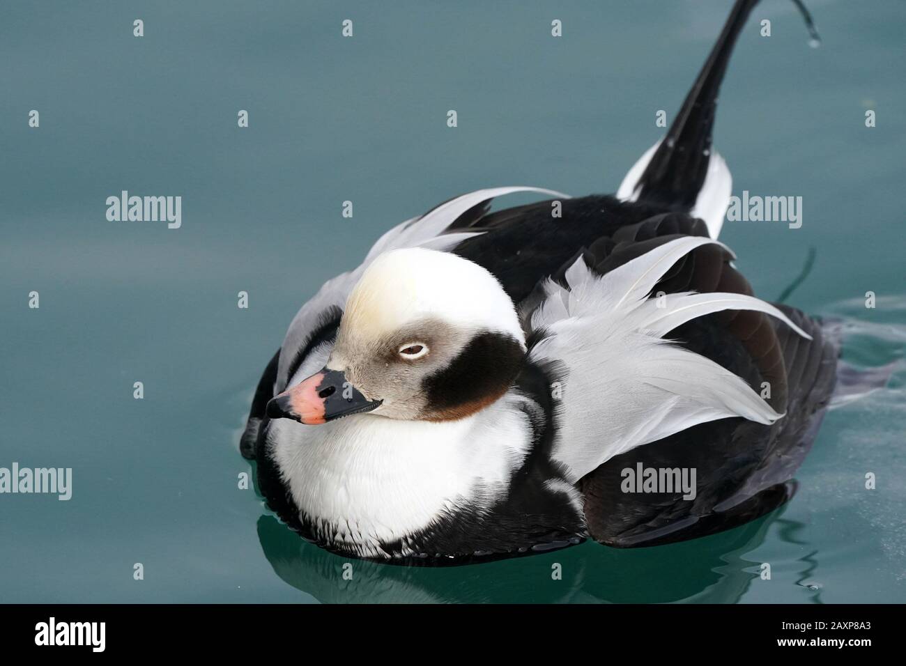 Lang Strackte Drake am See Stockfoto