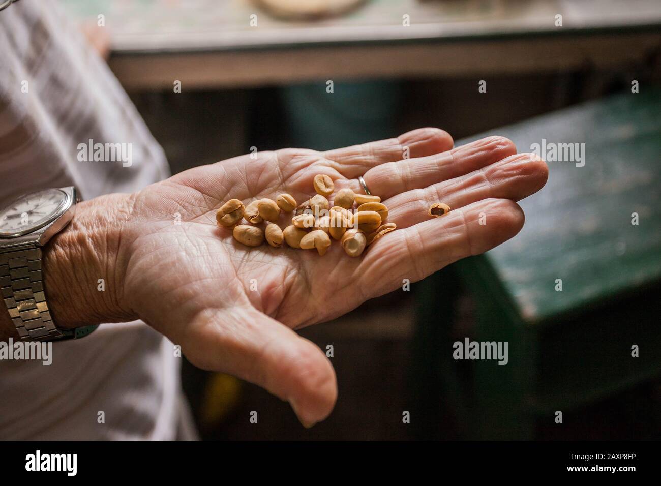 Frischer Kaffee sät Bohnen in der Hand einer Bauernfrau Stockfoto