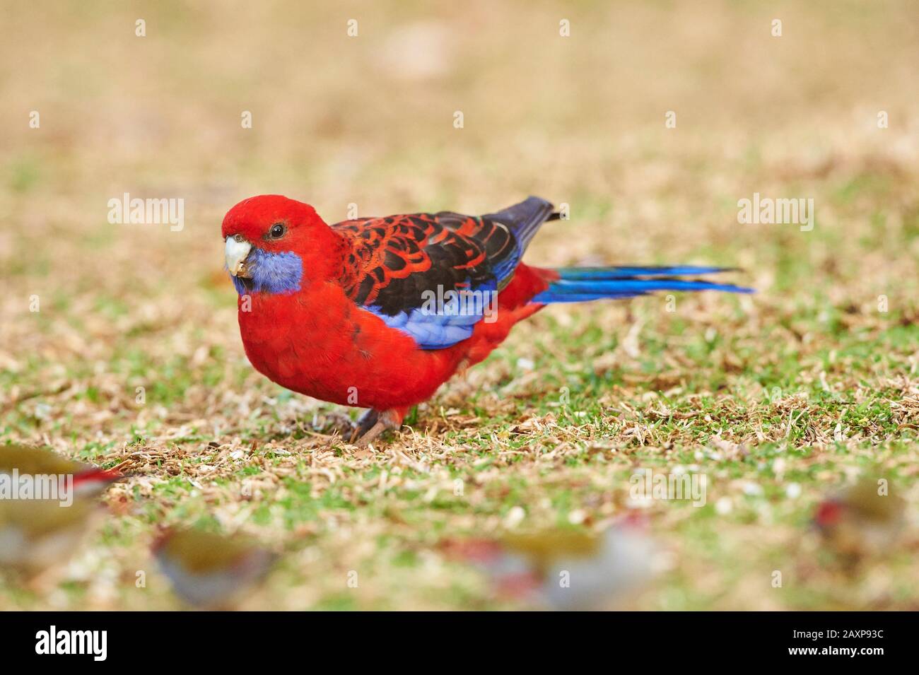 Crimson rosella (Platycercus elegans), Meadow, Sideways, Standing, O'Reilly's Rainforest, Lamington National Park, Queensland, Australien Stockfoto