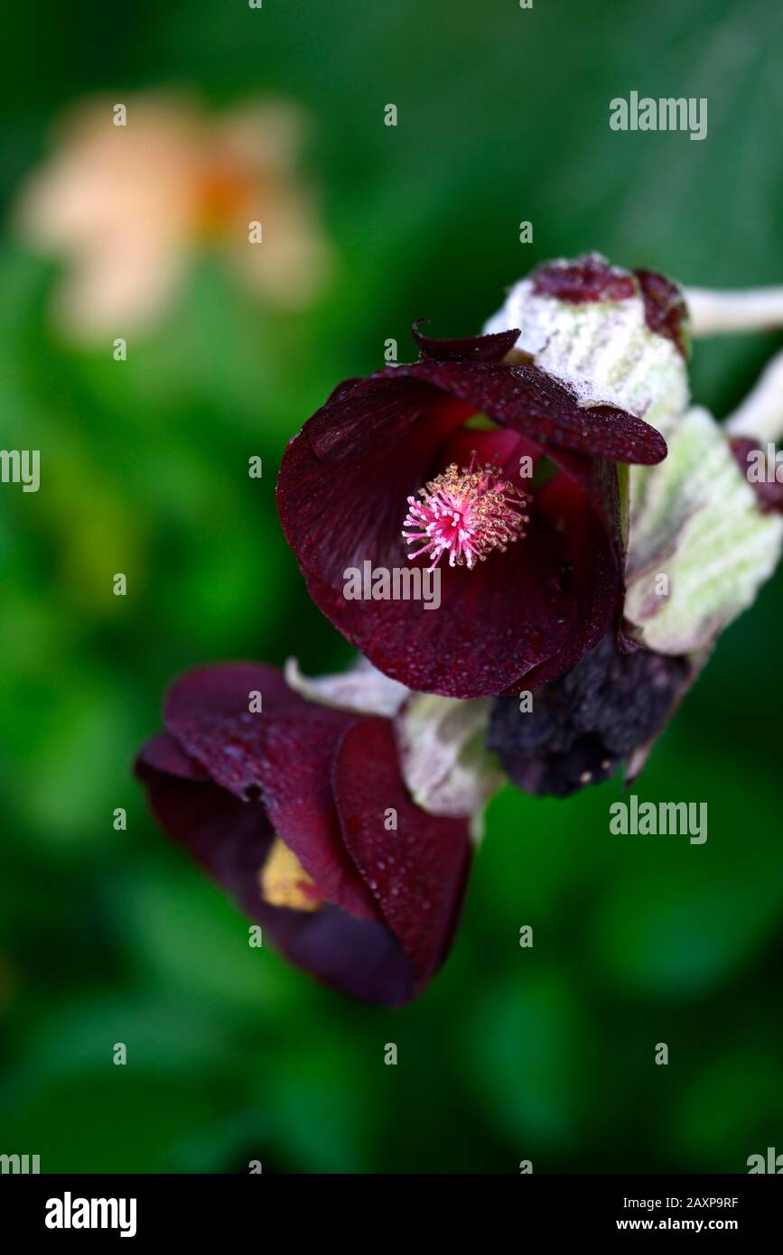 Phymosia umbellata, blühender Strauch, Sträucher, dunkelviolett, fast schwarze Blumen, RM Floral Stockfoto
