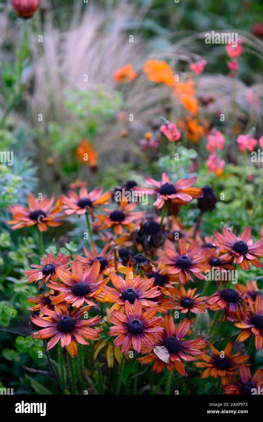 Rudbeckia hirta, orangefarbene Pfirsichblume, Blumen, Blüte, gemischter Rand, Pflanzschema, rudbeckias, RM-Blumenmuster Stockfoto