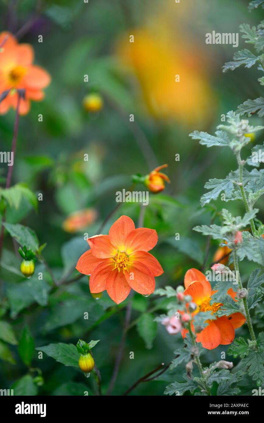 Dahlia, Einzeldahlien, Sämling, orangefarbene Blume, Blumen, Blüte, RM-Blumenmuster Stockfoto