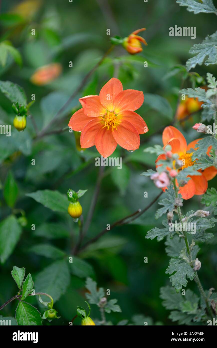 Dahlia, Einzeldahlien, Sämling, orangefarbene Blume, Blumen, Blüte, RM-Blumenmuster Stockfoto