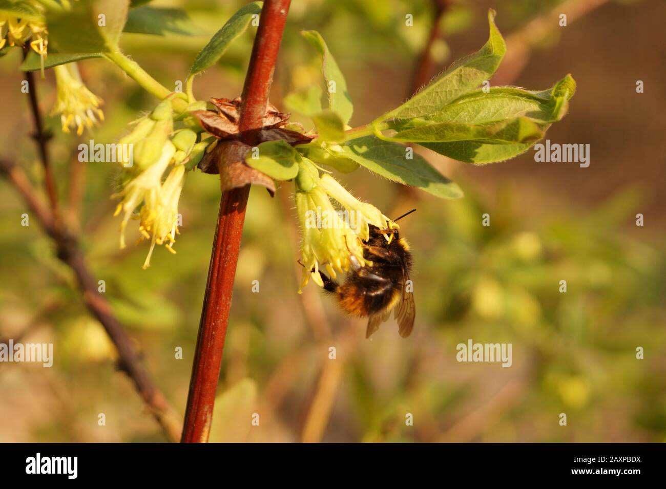 Ein extrem wichtiger Moment, die Bestäubung von Blumen durch Insekten, vor allem Hummeln. Die Honigbeere (Lonicera caerulea)-während der Blüte. Stockfoto