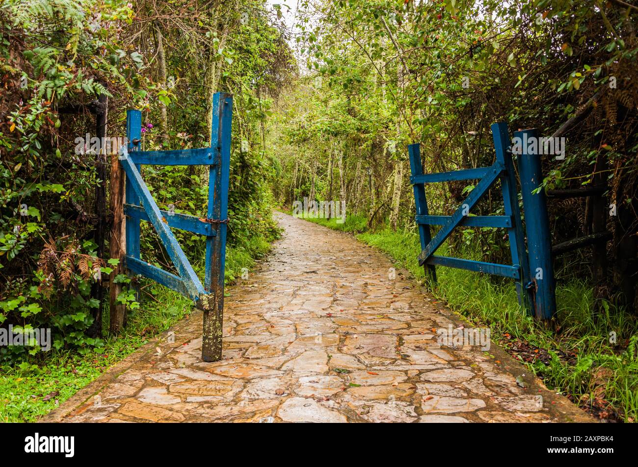 Blaues Tor öffnete sich im feuchten tropischen Wald in Kolumbien Stockfoto