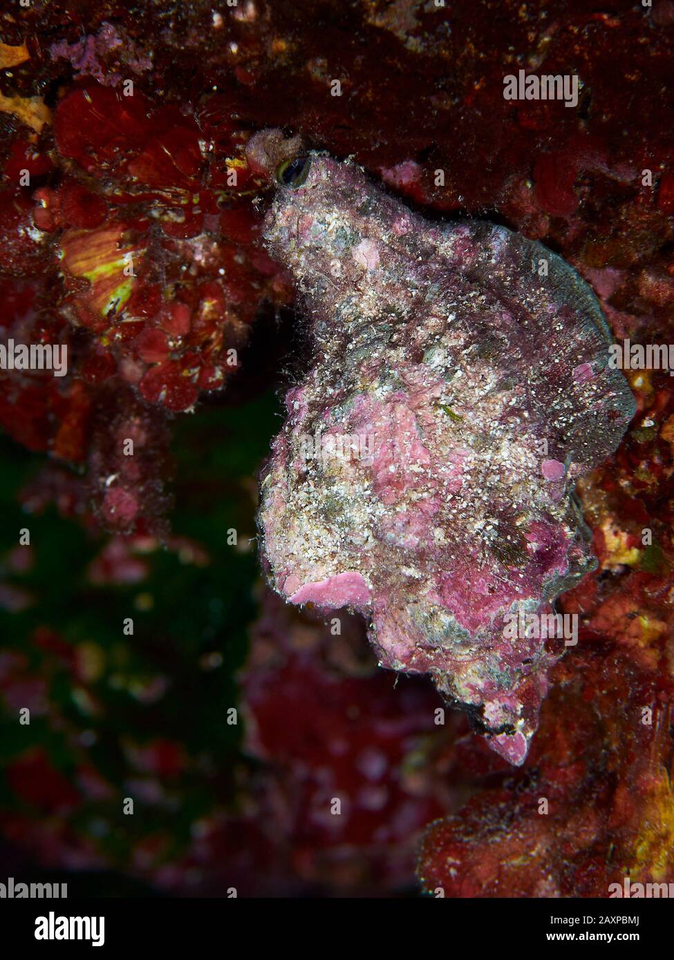 Banded Dye-murex (Hexaplex trunculus) Unterwassernahaufnahme im Naturpark Ses Salines (Formtera, Balearen, Mittelmeer, Spanien) Stockfoto