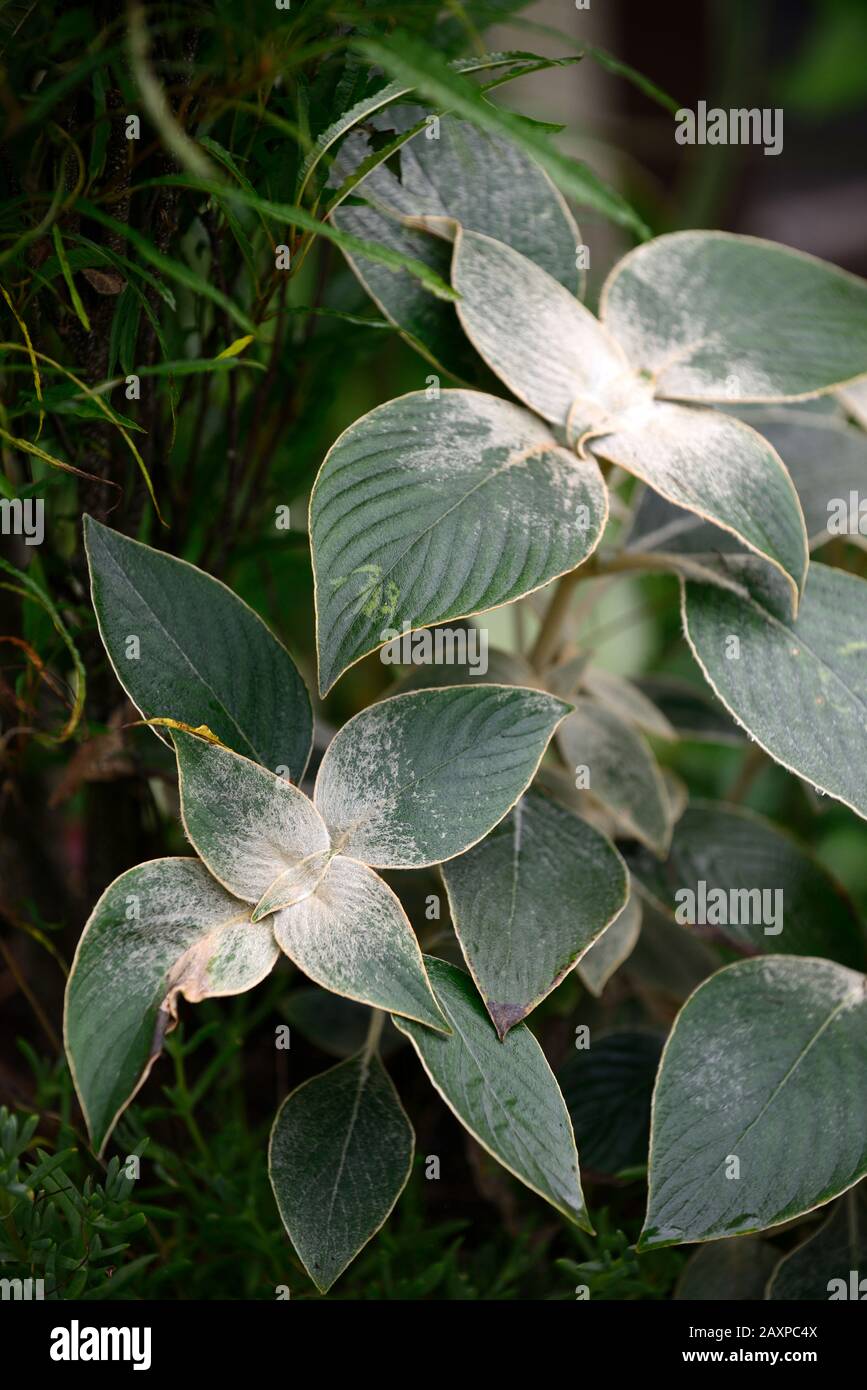 Strobilanthes gossypinus, immergrüne Blätter, silbergraues Fell, pelzige, silbergraue Blätter, Blätter, attraktive Laubpflanze, behütet, RM floral Stockfoto