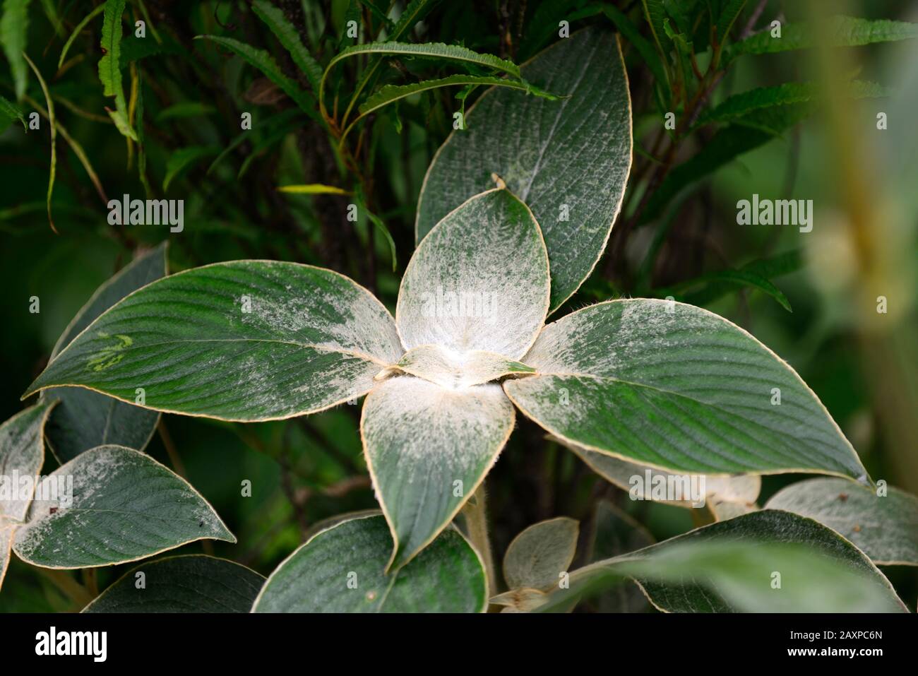 Strobilanthes gossypinus, immergrüne Blätter, silbergraues Fell, pelzige, silbergraue Blätter, Blätter, attraktive Laubpflanze, behütet, RM floral Stockfoto
