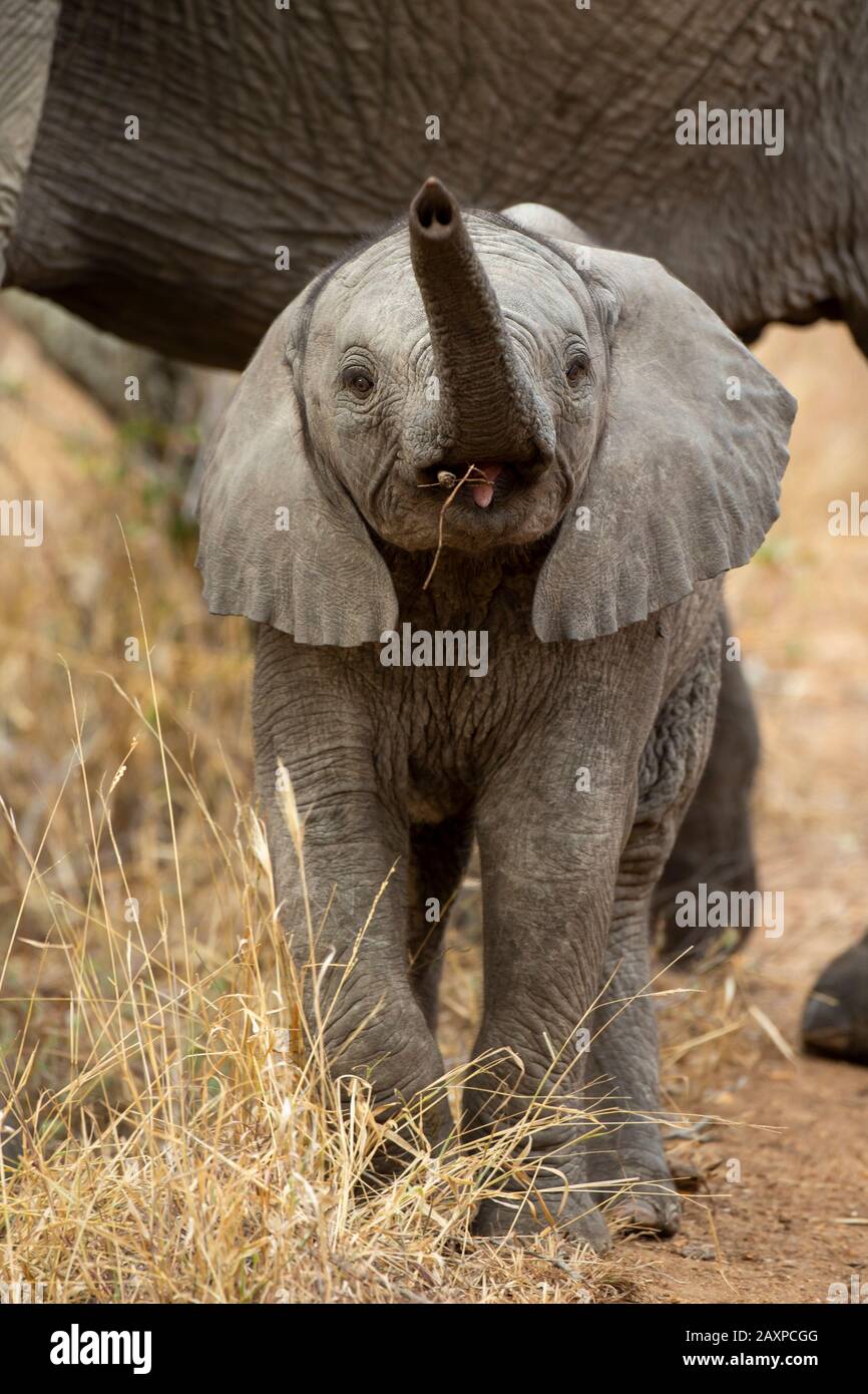 Junger afrikanischer Elefant (Loxodonta) trompetend Stockfoto